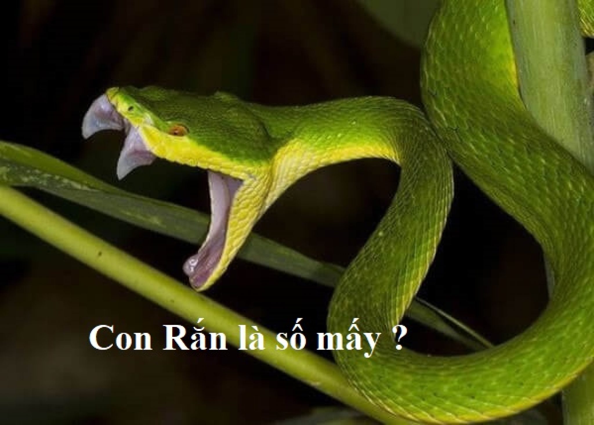 Зеленая змейка. Куфия змея Белогубая. Цейлонская куфия змея. Бамбуковая куфия змея. Зеленая куфия.