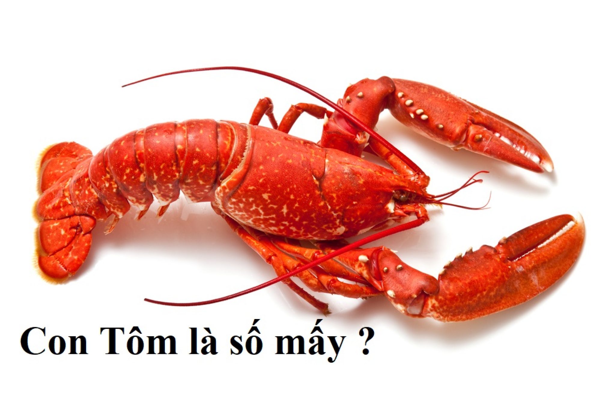 Con Tôm là số mấy ? Nằm mơ thấy con Tôm đánh con số gì ? Có ý nghĩa gì