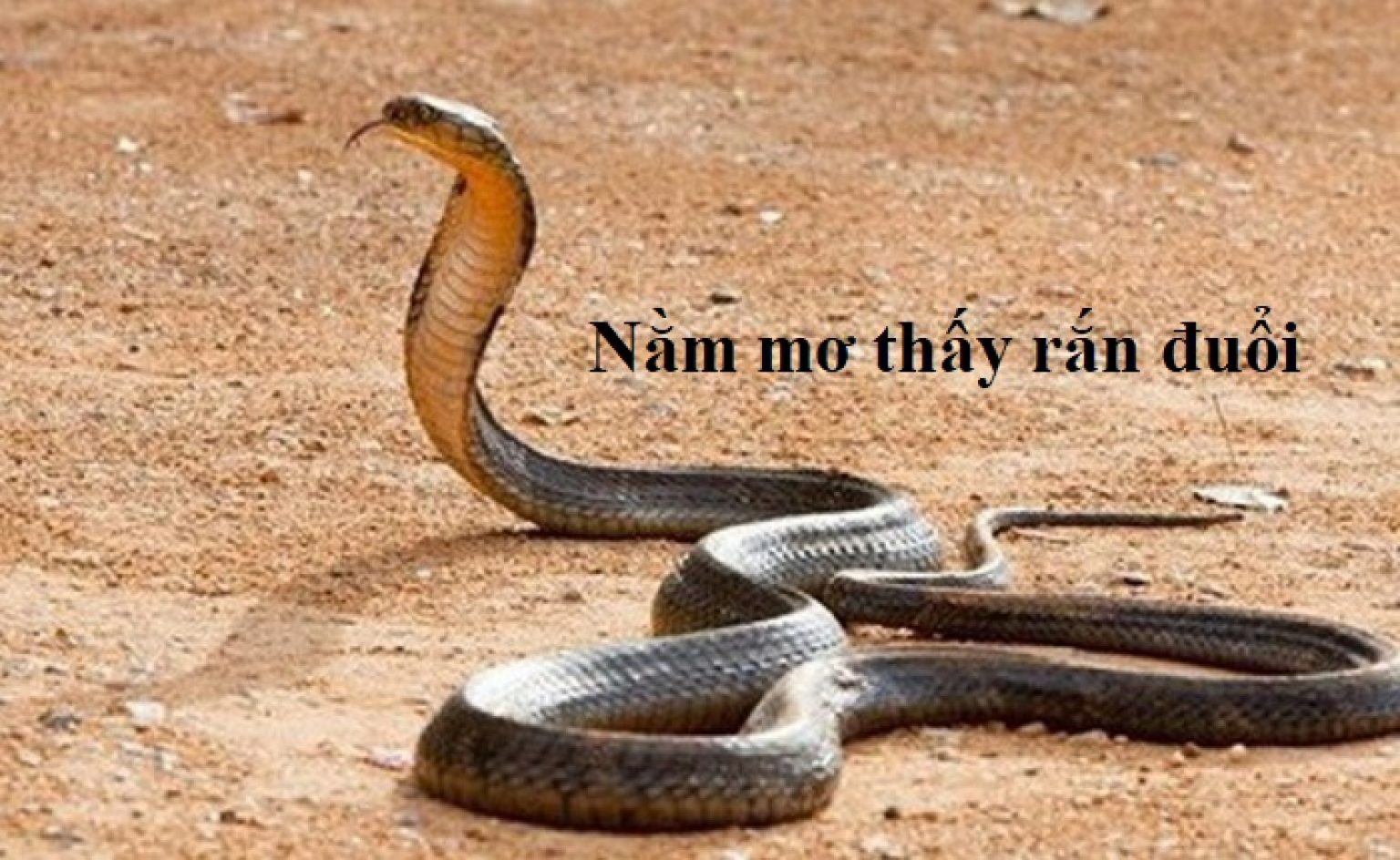 Snakes are longer