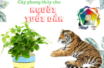 Nguoi tuoi dan hop cay gi