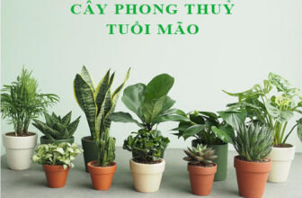 cay phong thuy tuoi mao
