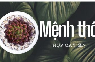 menh tho hop cay gi