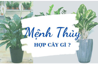 menh thuy hop cay canh gi