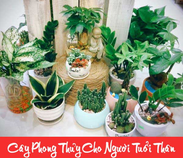 cay phong thuy cho tuoi than