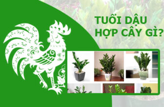 tuoi dau hop cay gi