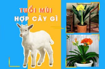 tuoi mui hop trong cay gi