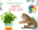Người tuổi Dần hợp cây gì ? Nên chọn cây có màu sắc gì ?