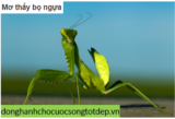 Bọ Ngựa là số mấy ? Mơ thấy Bọ Ngựa là điềm báo gì ? Lành hay Dữ ?