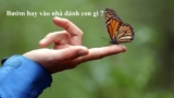 Bướm bay vào nhà đánh con gì ? Là điềm báo gì ? Là điềm Tốt hay Xấu ?
