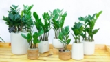 Cây Kim Tiền Hợp Mệnh Gì, Tuổi Gì? Vị Trí Tốt Đặt Cây Trong Nhà Rước Tài Lộc