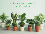 Người tuổi Mão hợp cây gì ? Cây phong thủy hút tài lộc, may mắn?