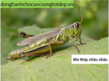 Châu Chấu là số mấy ? Mơ thấy Châu Chấu có điềm gì ? Tốt hay Xấu ?