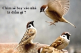 Chim sẻ bay vào nhà là điềm gì ? Nên đánh con gì ? Là điềm Lành hay Dữ