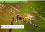 Chuồn Chuồn là số mấy ? Mơ thấy Chuồn Chuồn đánh con gì ? Xem Chính Xác ?
