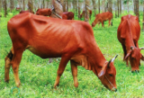 Con bò là số mấy ? Mơ thấy con Bò đánh con gì ? Là điềm báo gì ?