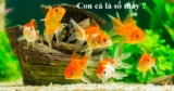 Con cá là số mấy ? Nằm mơ thấy cá chép, cá lớn, cá lóc, cá trắng đánh con gì ?