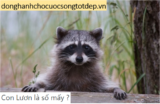 Con Chồn là số mấy ? Mơ thấy Con Chồn là điềm báo gì ? Đánh con gì ?