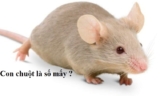 [ Con Chuột Là Số Mấy ? ] Số bao nhiêu ? Là điềm gì ? Đánh con gì chuẩn nhất ?