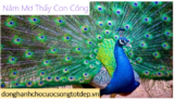 Con Công là số mấy ? Mơ thấy Con Công đánh con gì ? Là điềm Tốt hay Xấu ?