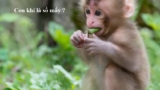 Con khỉ là số mấy ? Mơ thấy khỉ đánh con gì ? Là điềm gì ? Điềm báo Tốt hay Xấu ?