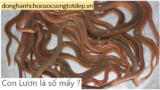 Con Lươn là số mấy ? Nằm mơ thấy Lươn có điềm gì ? Tốt hay Xấu ?