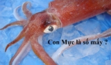 Con Mực là số mấy ? Mơ thấy mực đánh con gì ? Lành hay Dữ ?