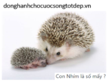 Con Nhím là số mấy ? Mơ thấy Con Nhím là điềm gì ? Tốt hay Xấu ?