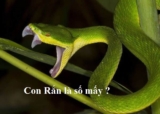 Con Rắn là số mấy ? Đánh con gì ? Giải mã giấc mơ thấy rắn chi tiết, đầy đủ ?