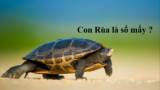 Con Rùa số mấy ? Nằm mơ thấy rùa là điềm gì ? Giải mã ý nghĩa và con số ?