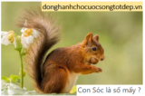 Con Sóc là số mấy ? Mơ thây Con Sóc đánh con gì ? Là điềm gì ?
