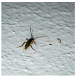 Spring, TX Pest Control: A Comprehensive Guide to Protecting Your Home