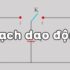 Người tuổi Dần hợp cây gì ? Nên chọn cây có màu sắc gì ?