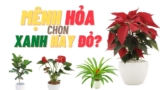 Mệnh Hỏa hợp cây cảnh gì ? Để bàn làm việc, trồng trước nhà ?