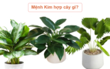 Mệnh Kim hợp cây cảnh gì ? Nên trồng cây gì để thu hút may mắn