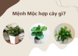 Mệnh Mộc hợp cây cảnh gì ? Cây cảnh nào mang đến may mắn ?