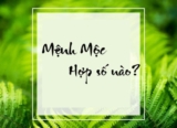 Mệnh Mộc Hợp Số Nào? 2 Cách Chọn Sim Phong Thủy Hợp Mệnh Mộc
