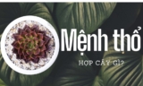 Mệnh Thổ hợp cây cảnh gì ? Cây nào mang đến may mắn, tài lộc