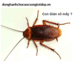 Con Gián là số mấy ? Mơ thấy Con Gián là điềm báo gì ? Điềm Tốt hay Xấu ?