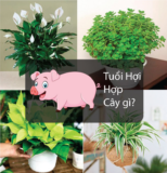 Tuổi Hợi hợp cây gì ? Cây phong thủy thu hút tài lộc, may mắn ?