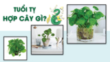 Người tuổi Tỵ hợp cây gì ? Loại cây nào thu hút tài lộc, may mắn ?
