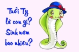 Tuổi Tỵ sinh năm bao nhiêu ? Đặc điểm, tính cách, màu sắc tuổi Tỵ