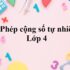Mơ Thấy Tiền Đô Đánh Con Gì? Là Điềm Gì? Tiền Đô Là Số Mấy?