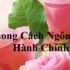 Trình Tiêu là ai ? Chiều cao, cân nặng, Tên fandom, màu yêu thích, gia thế, phim mới ?