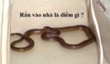 Rắn bò vào nhà là điềm gì ? Là điềm Xấu hay Tốt ? Nên đánh con số mấy ?