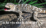 Tắc kè vào nhà là điềm gì ? Tắc kè kêu 1, 2, 3, 4, 5, 6, 7 tiếng là Tốt hay Xấu ?