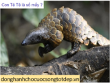 Tê Tê là số mấy ? Mơ thấy Tê Tê đánh con gì ? Là điềm báo gì ?