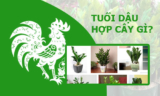 Tuổi Dậu hợp cây gì ? Cây phong thủy thu hút vận may, tài lộc ?