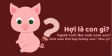 Tuổi Hợi sinh năm bao nhiêu ? Tuổi con gì, sự nghiệp, tính cách ?
