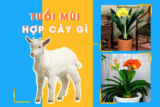 Tuổi Mùi hợp cây gì ? Cách chọn cây phong thủy thu hút tài lộc ?