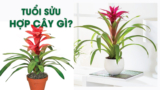 Người tuổi Sửu hợp cây gì ? Cây phong thủy nào mang may mắn?